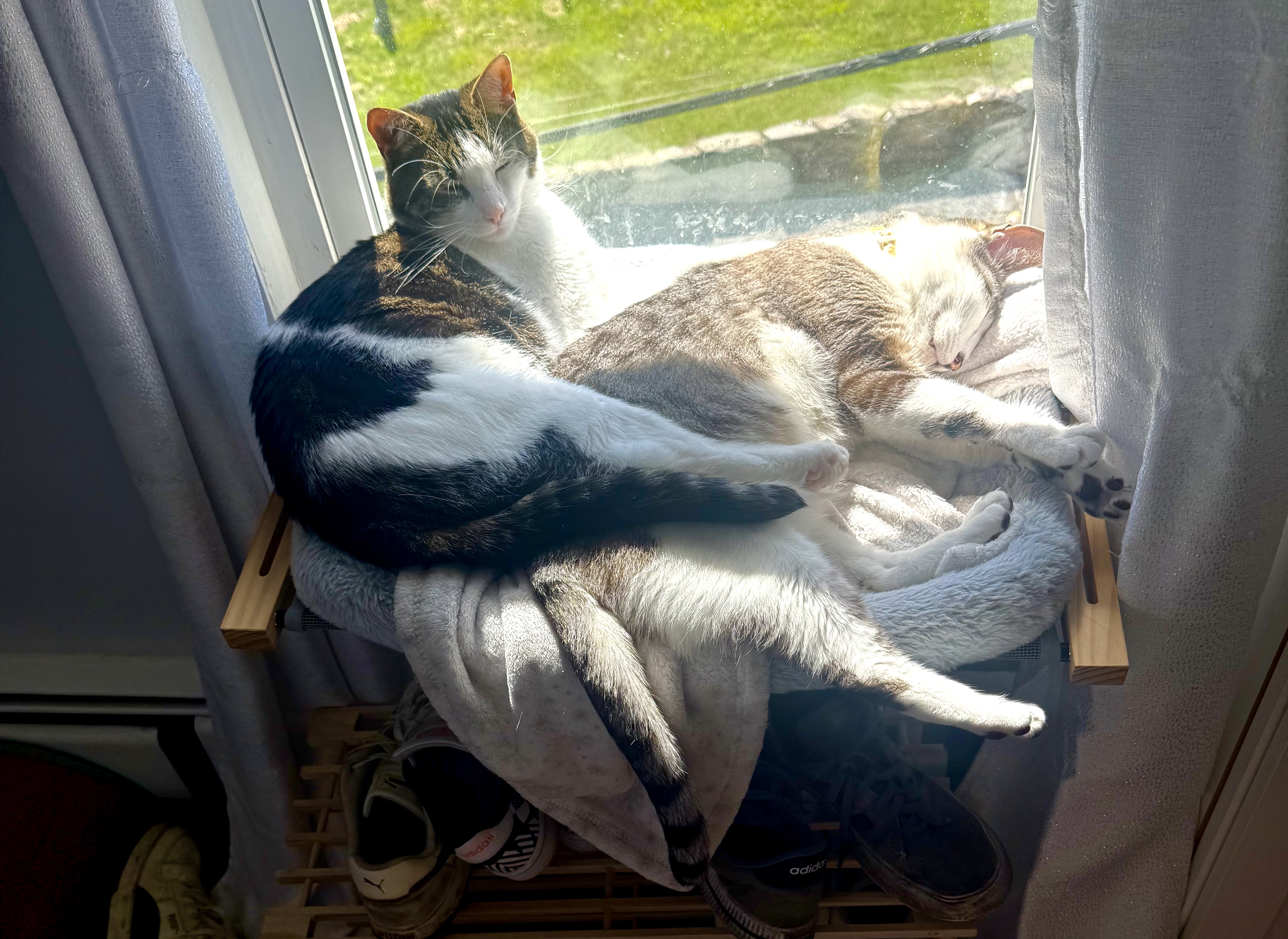 Cassidy's cat Dante & Nico