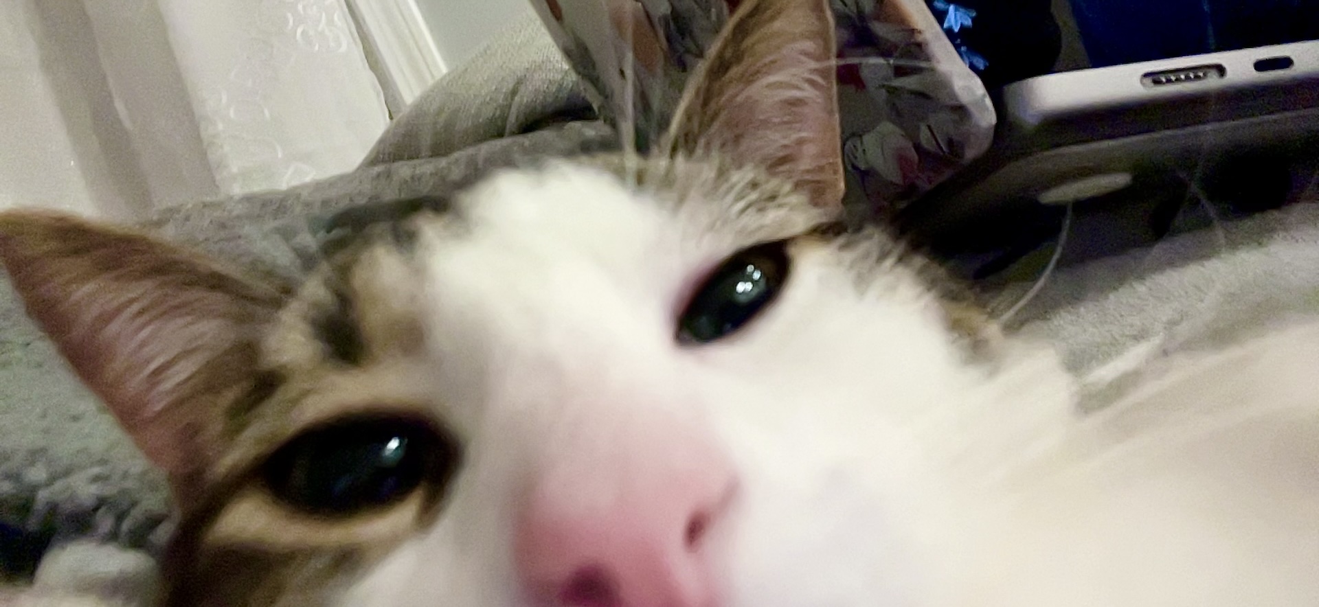 Cassidy's cat Nico